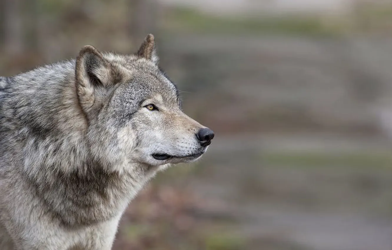 Фото обои nature, face, animal, wolf, wildlife, head, fur, mammal