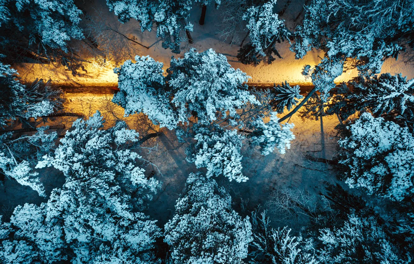 Фото обои зима, ночь, парк