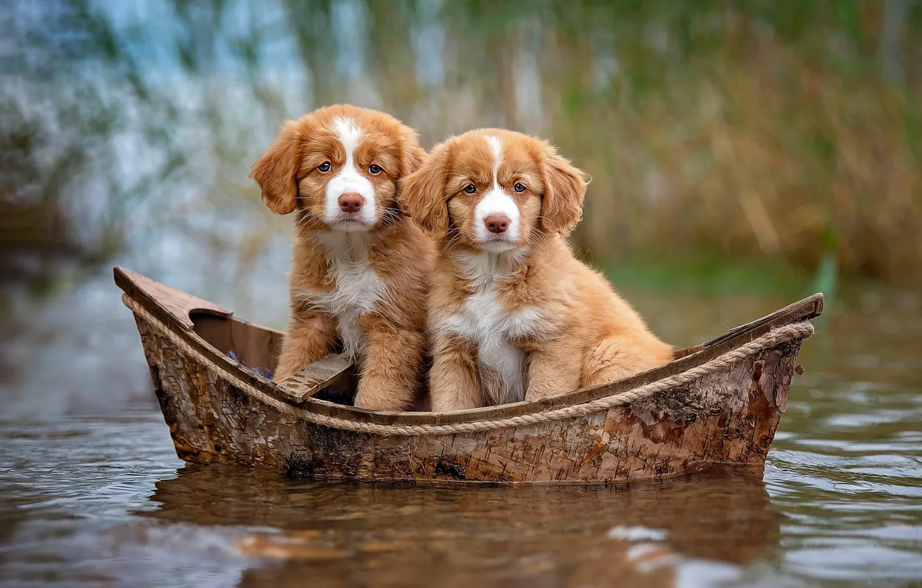 Фото обои собаки, взгляд, вода, природа, фон, лодка, щенки, рыжие