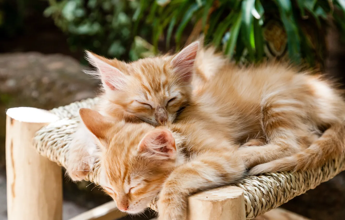 Фото обои Котята, Двое, Животные, Cute, Animal, Домашние животные, Kittens, Pets