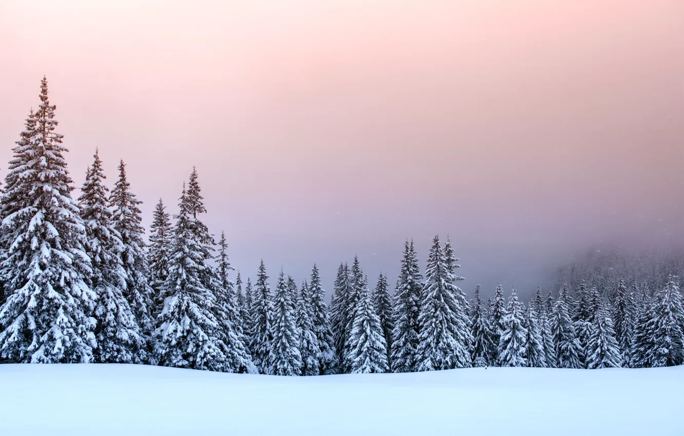Фото обои зима, снег, деревья, пейзаж, елки, forest, landscape, winter