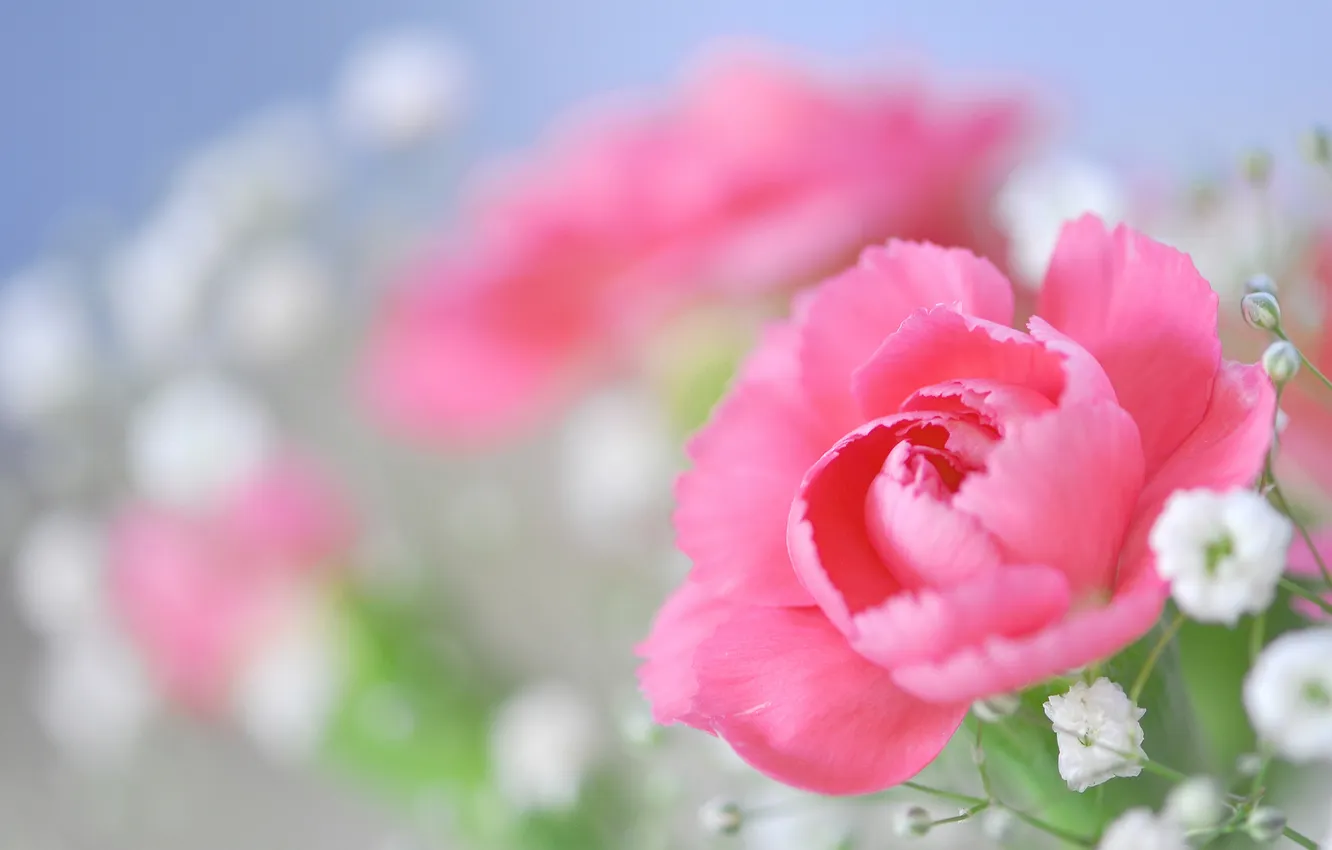 Фото обои цветы, розовая, роза, гипсофила