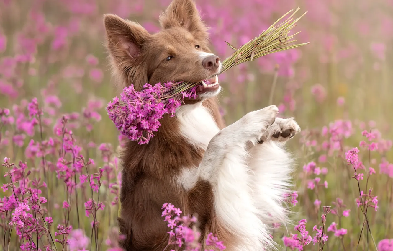 Фото обои цветы, природа, поза, собака, букетик, пёс, бордер-колли, Ирина Ковалёва