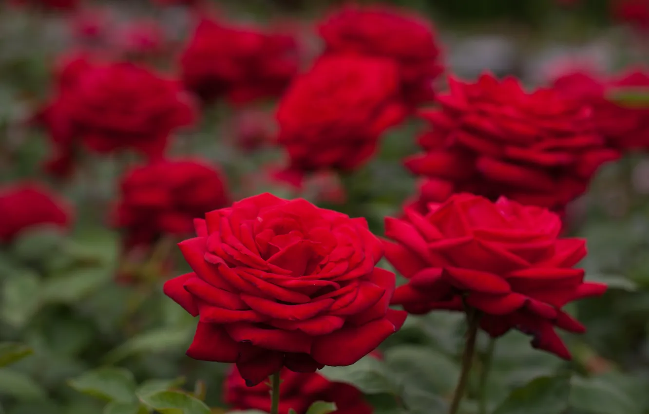 Фото обои розы, боке, красные розы