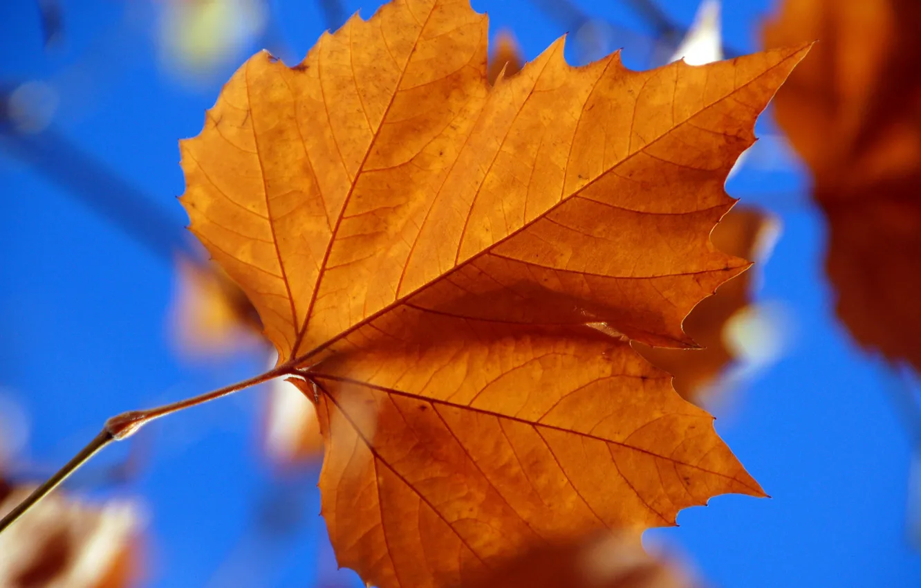 Фото обои осень, лист, клён