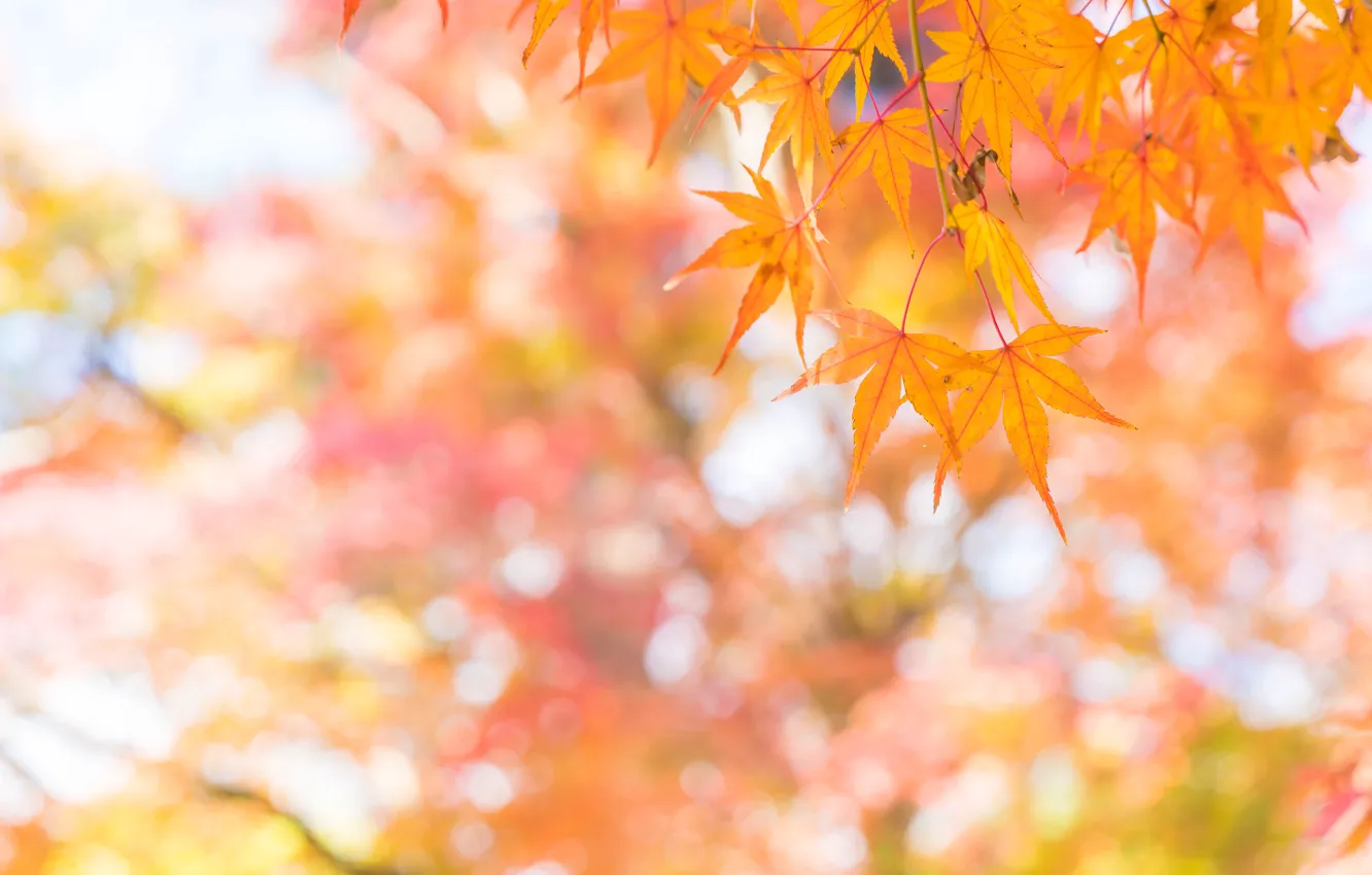 Фото обои осень, листья, colorful, клен, autumn, leaves, осенние, maple