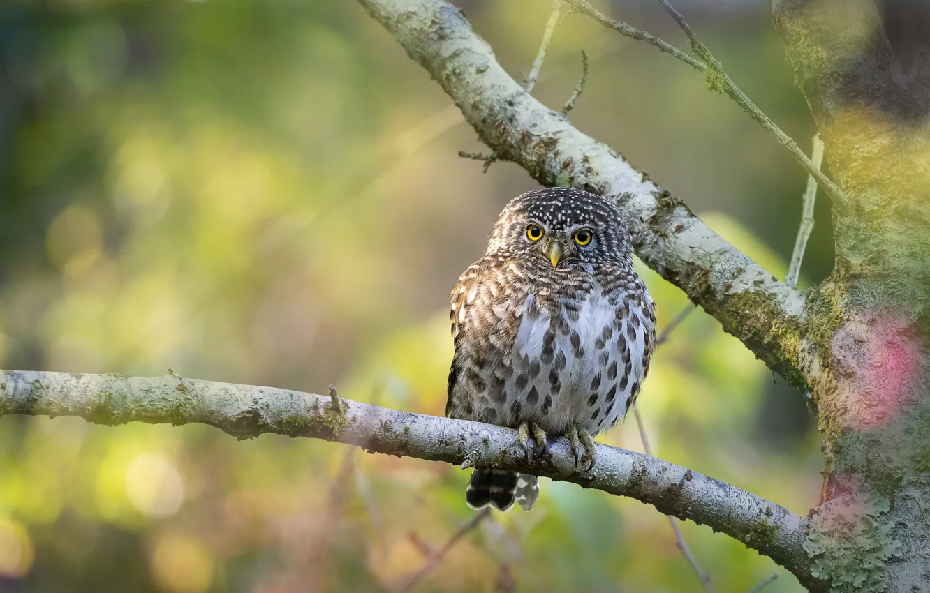 Фото обои ветки, сова, птица, сыч