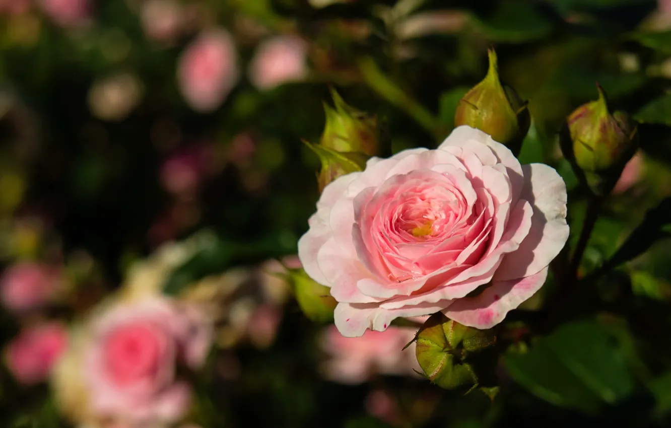 Фото обои капли, розовый, роза, бутоны