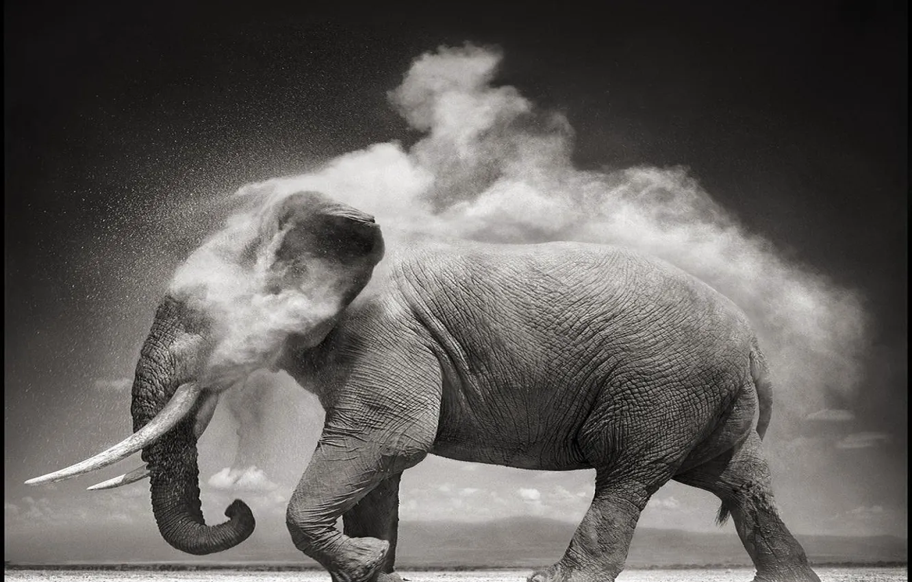 Фото обои слон, пыль, ч/б