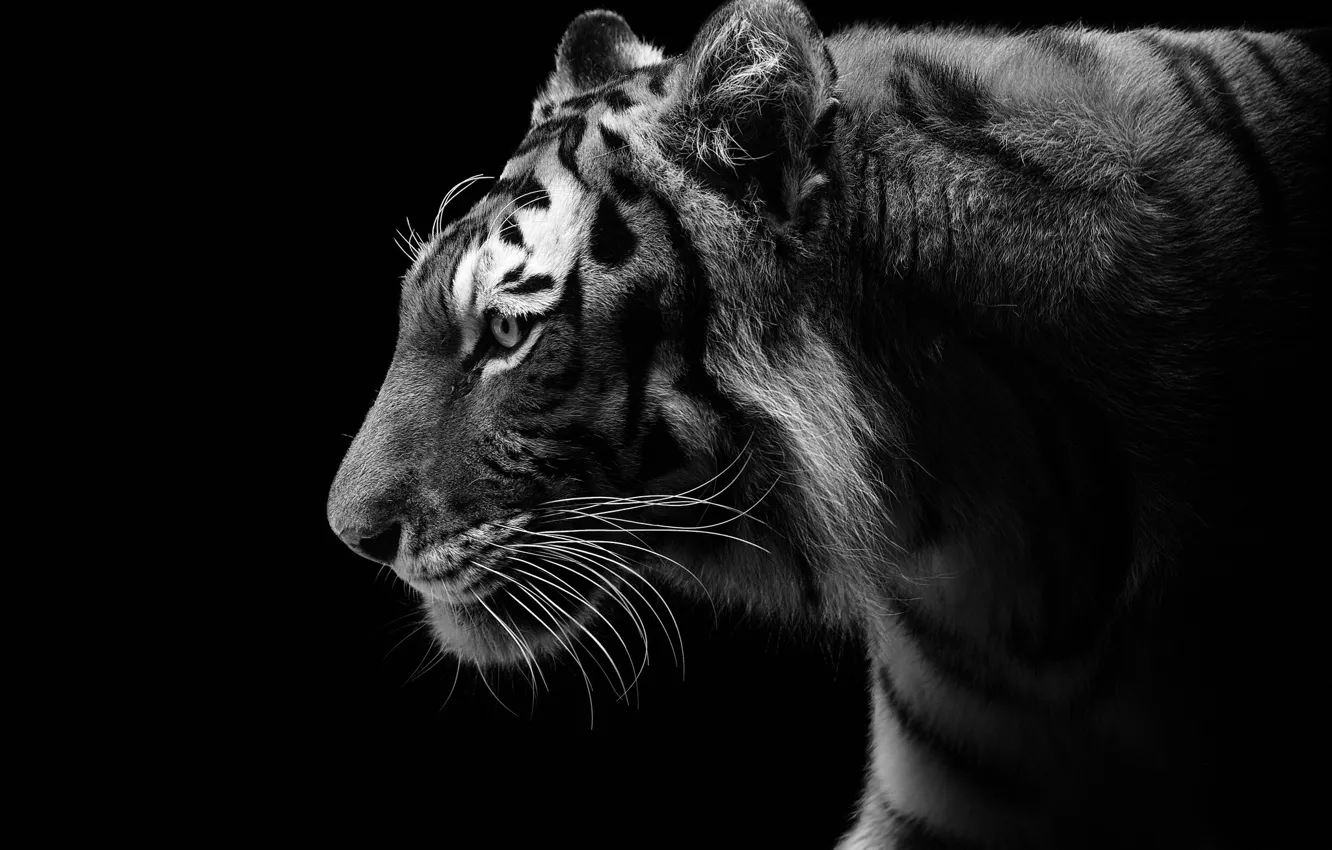 Фото обои тигр, темный фон, хищник, профиль, черно-белое, дикая кошка