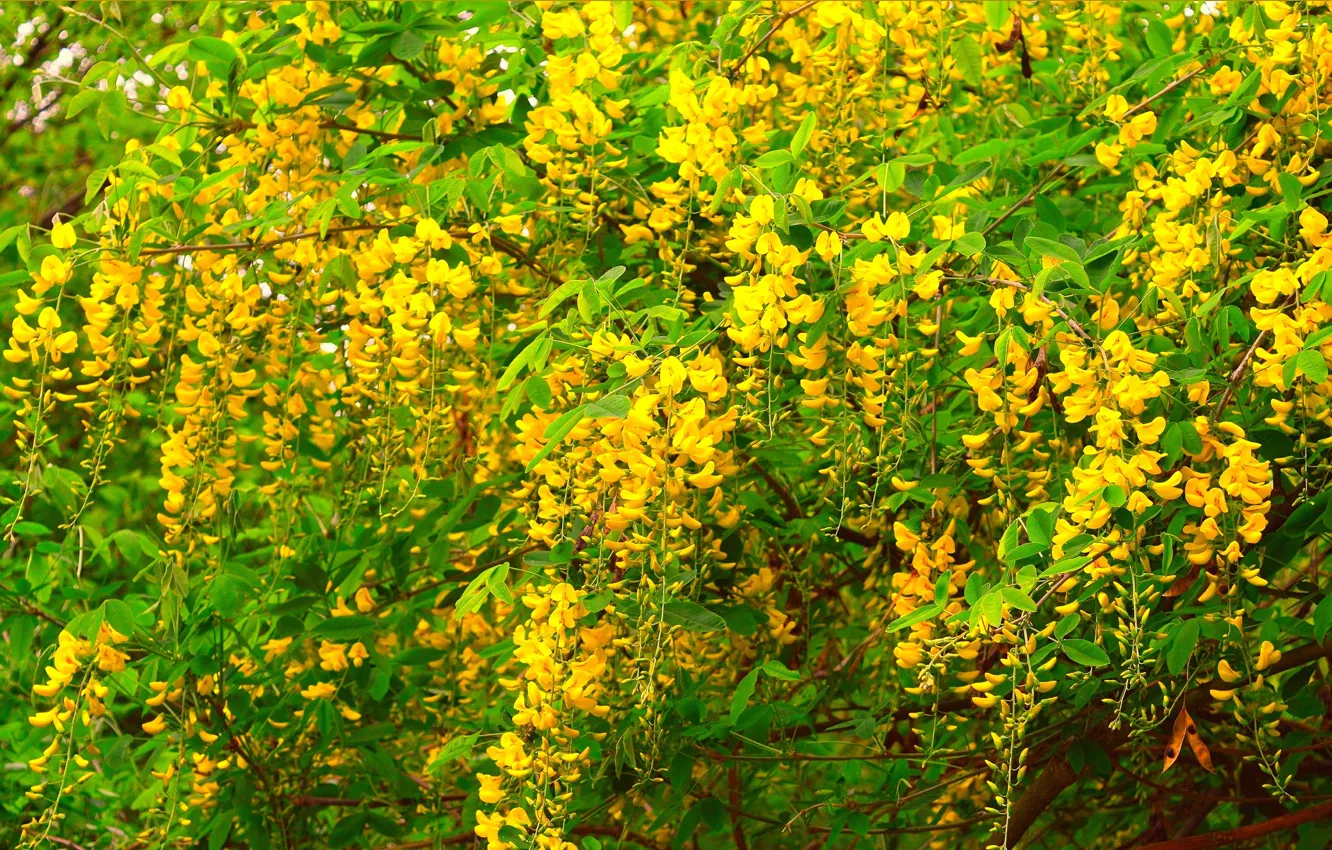 Фото обои Весна, Spring, Цветение, Желтые цветы, Flowering, Yellow flowers