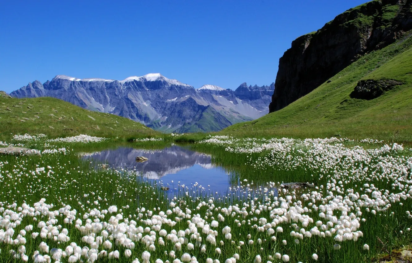 Фото обои поле, цветы, озеро, белое, Австрия