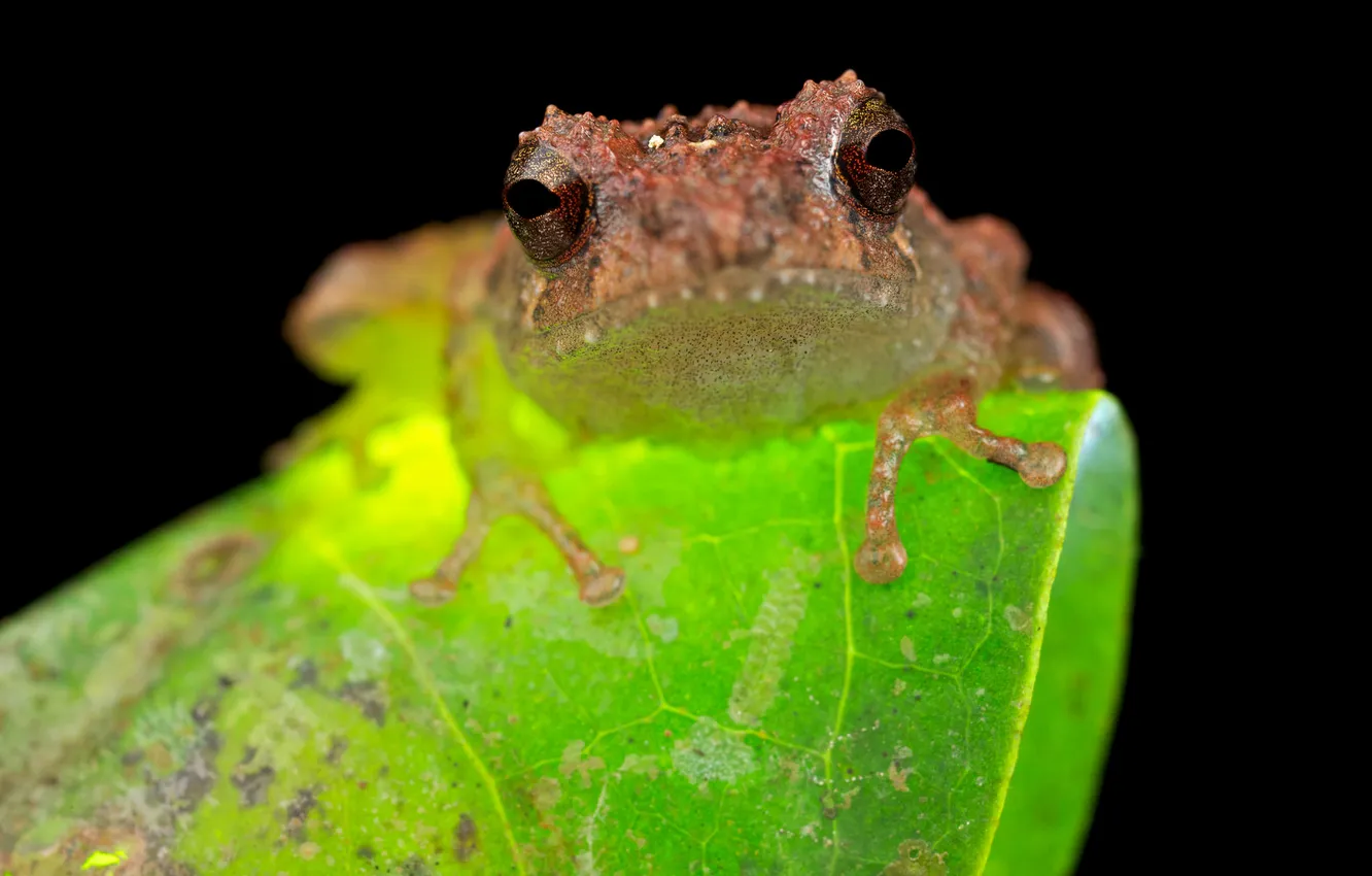 Фото обои лягушка, Frog, Philautus petersi