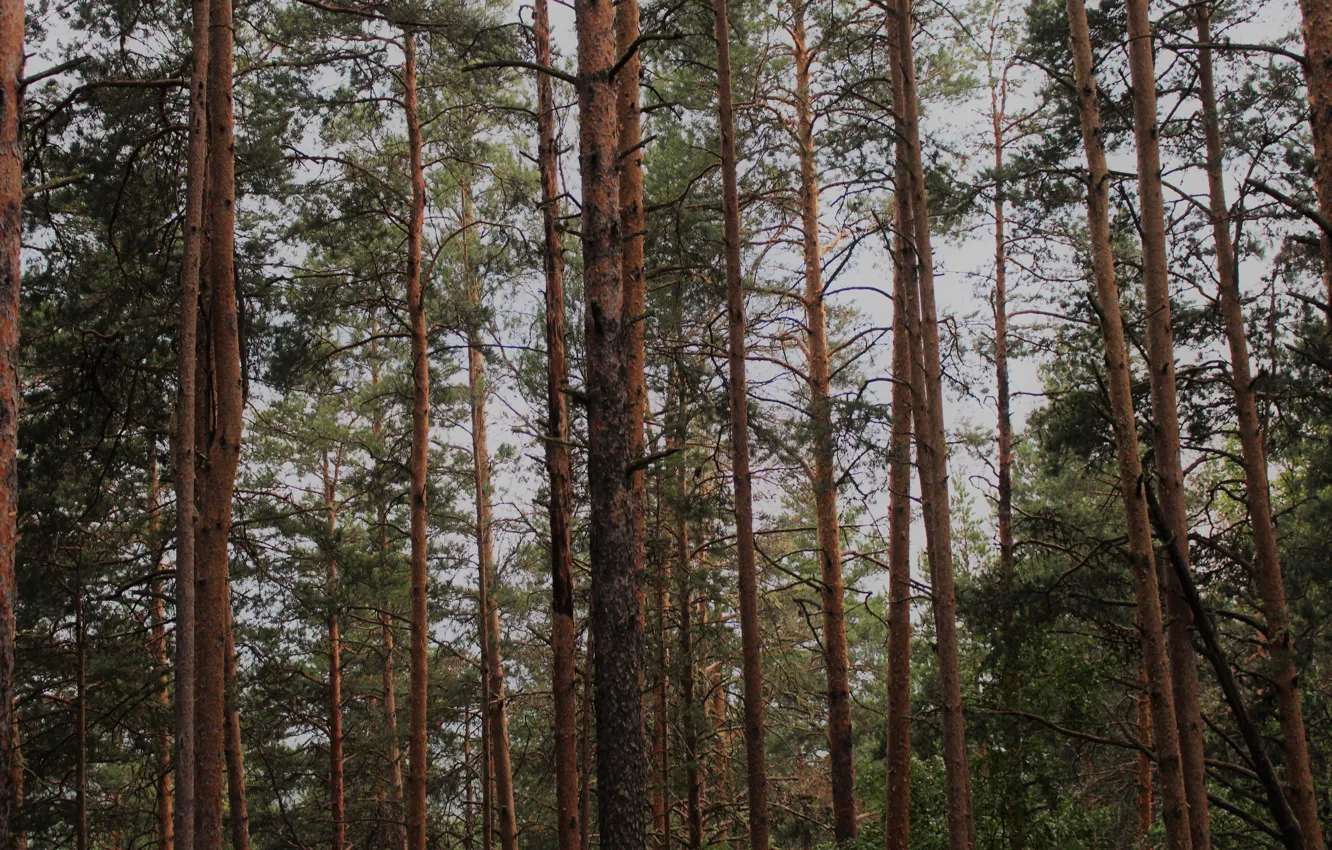 Фото обои лес, деревья, горы, сосны