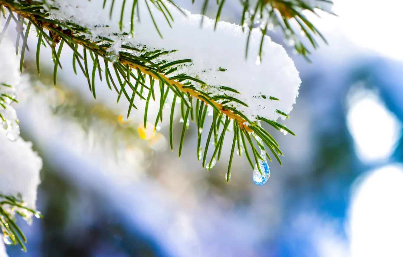 Фото обои зима, макро, снег, елка, капля, ель, nature, hq wallpaper