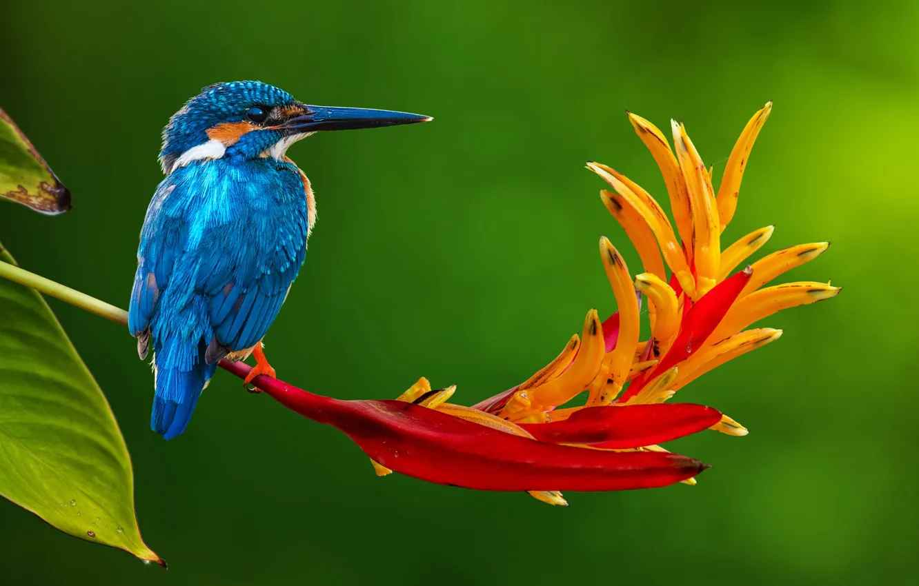 Фото обои цветок, природа, тропики, птица, стебель, зимородок
