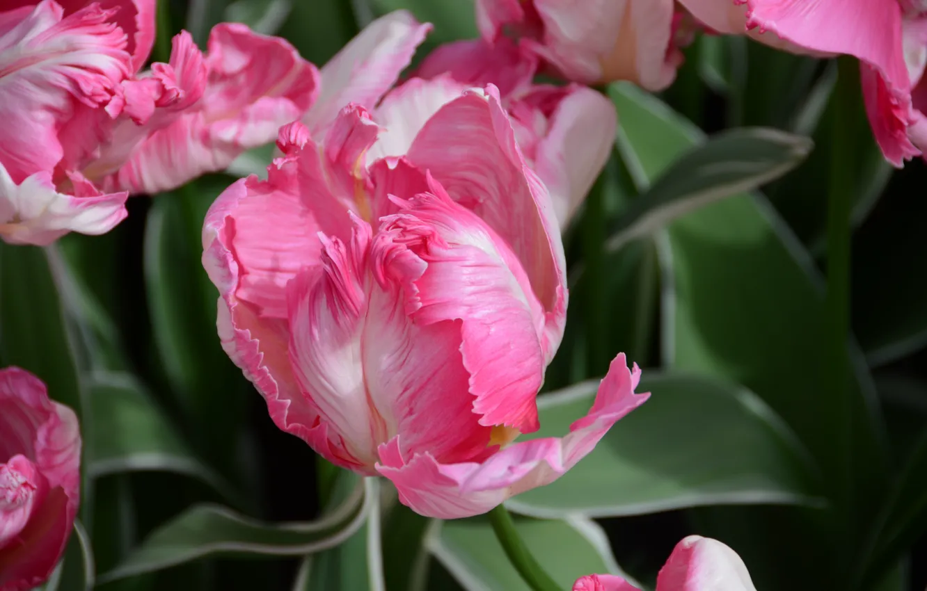 Фото обои Holland, Keukenhof, Europa, Niederlande, Tulpen