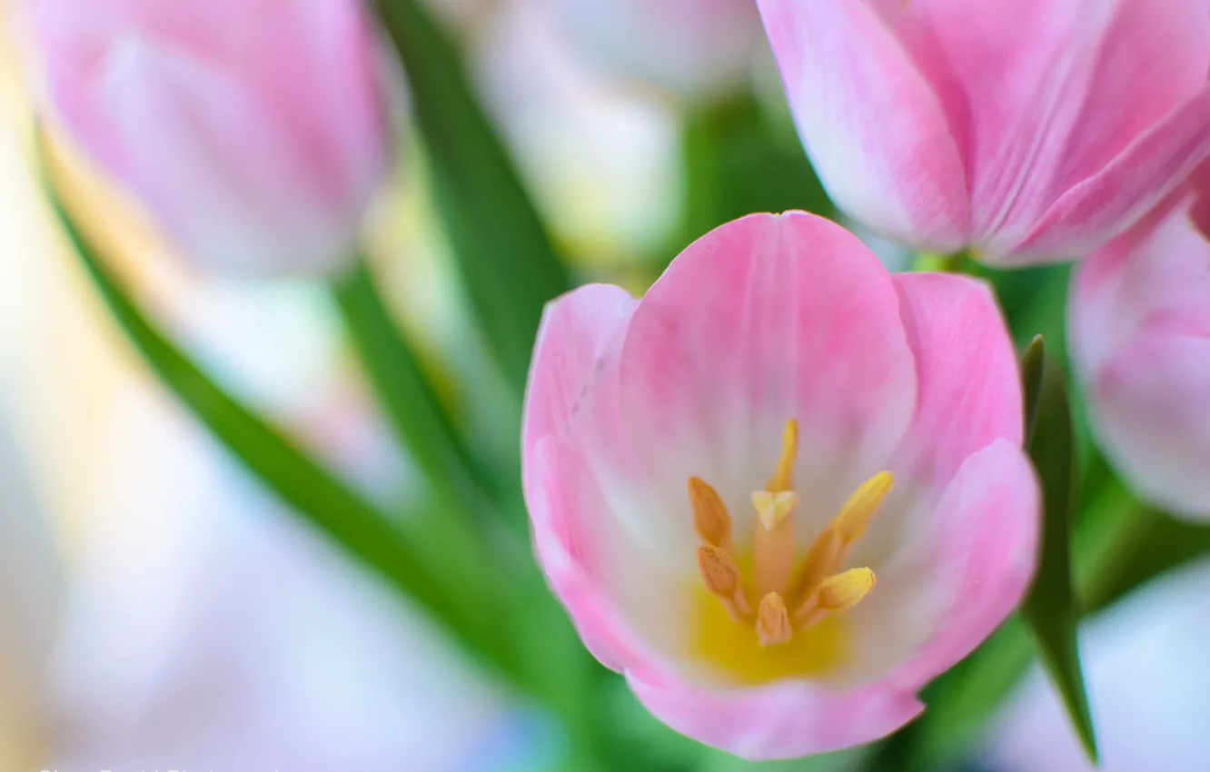 Фото обои макро, букет, весна, тюльпаны, розовые
