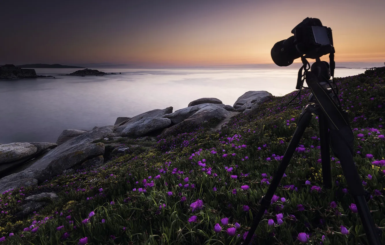 Фото обои море, закат, цветы, камера