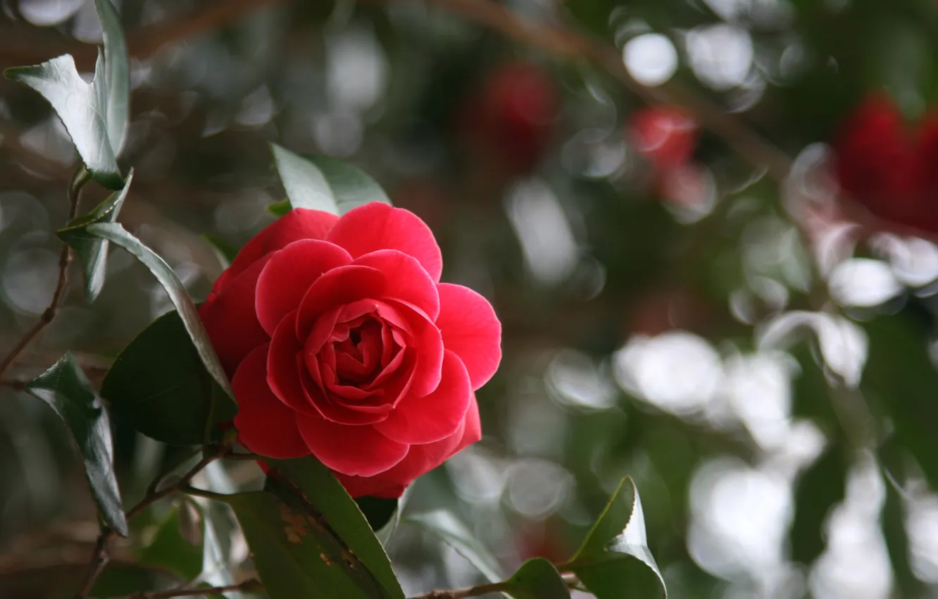 Фото обои цветок, листья, роза, красная