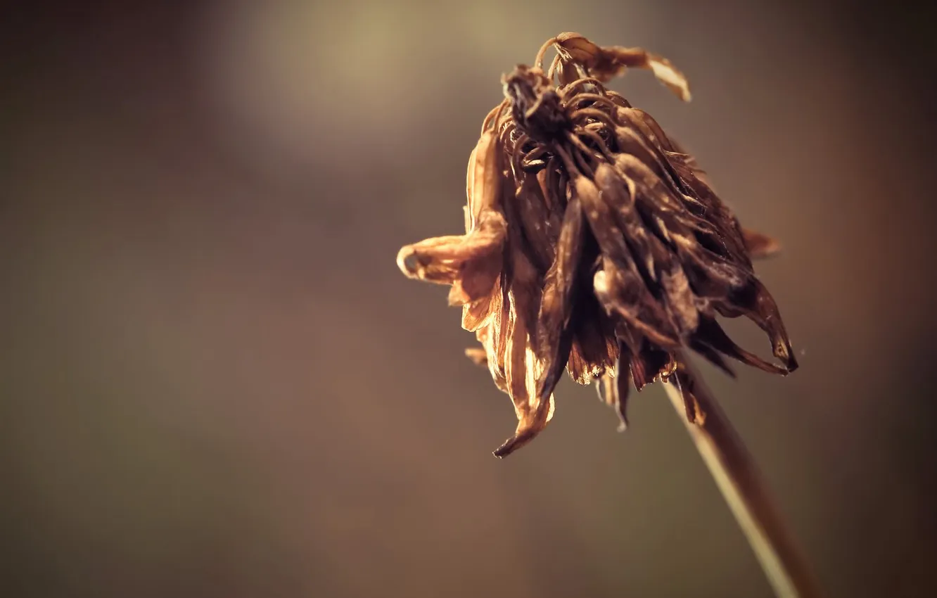 Фото обои flower, death, slob