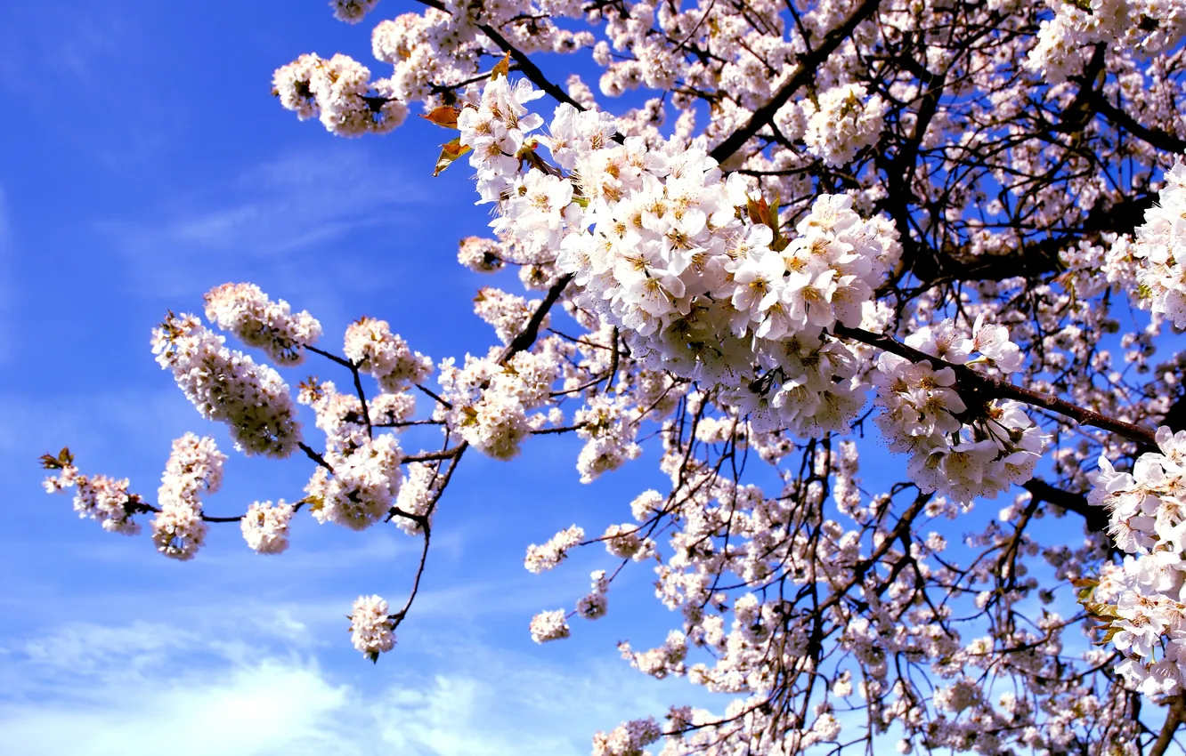 Фото обои макро, цветы, природа, вишня, дерево, ветка, весна, сакура