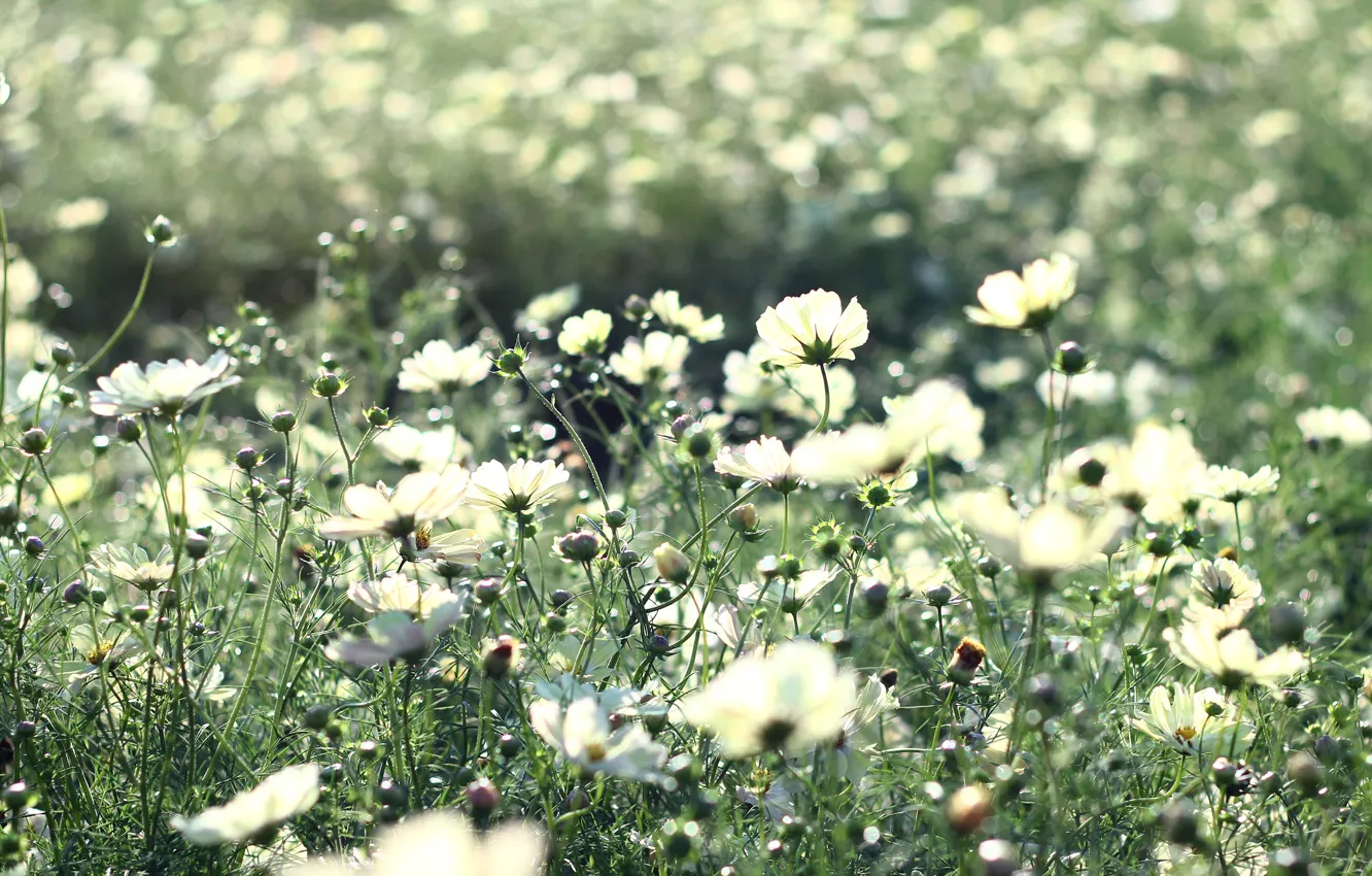Фото обои поле, лето, трава, лучи, свет, цветы, природа, тепло