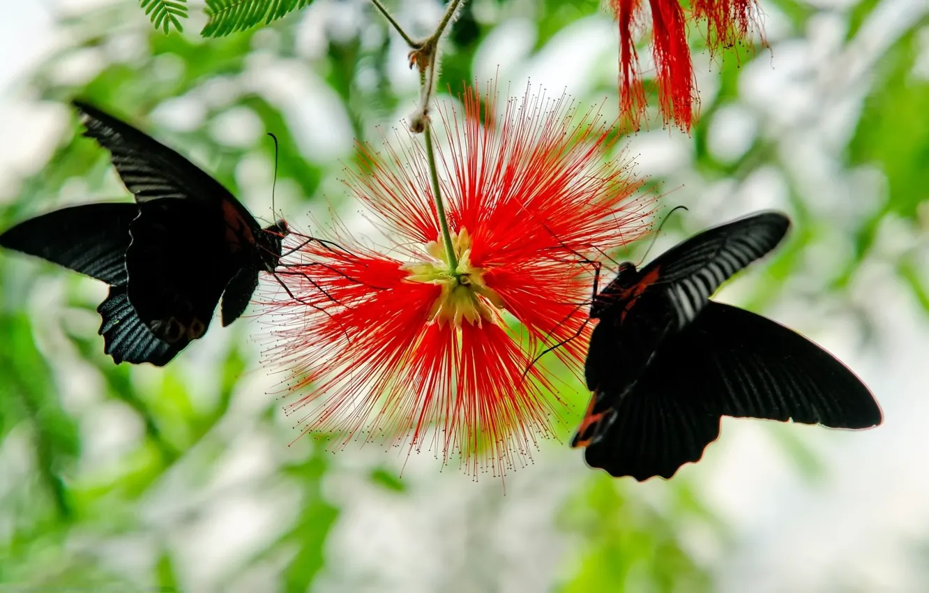 Фото обои Flower, Lily, Mountains, Macro, India