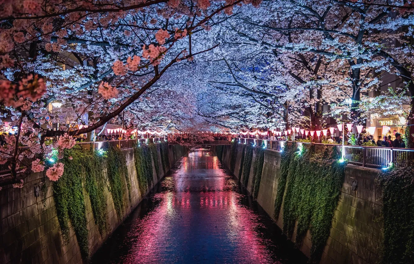 Фото обои свет, цветы, ночь, город, огни, люди, весна, Япония