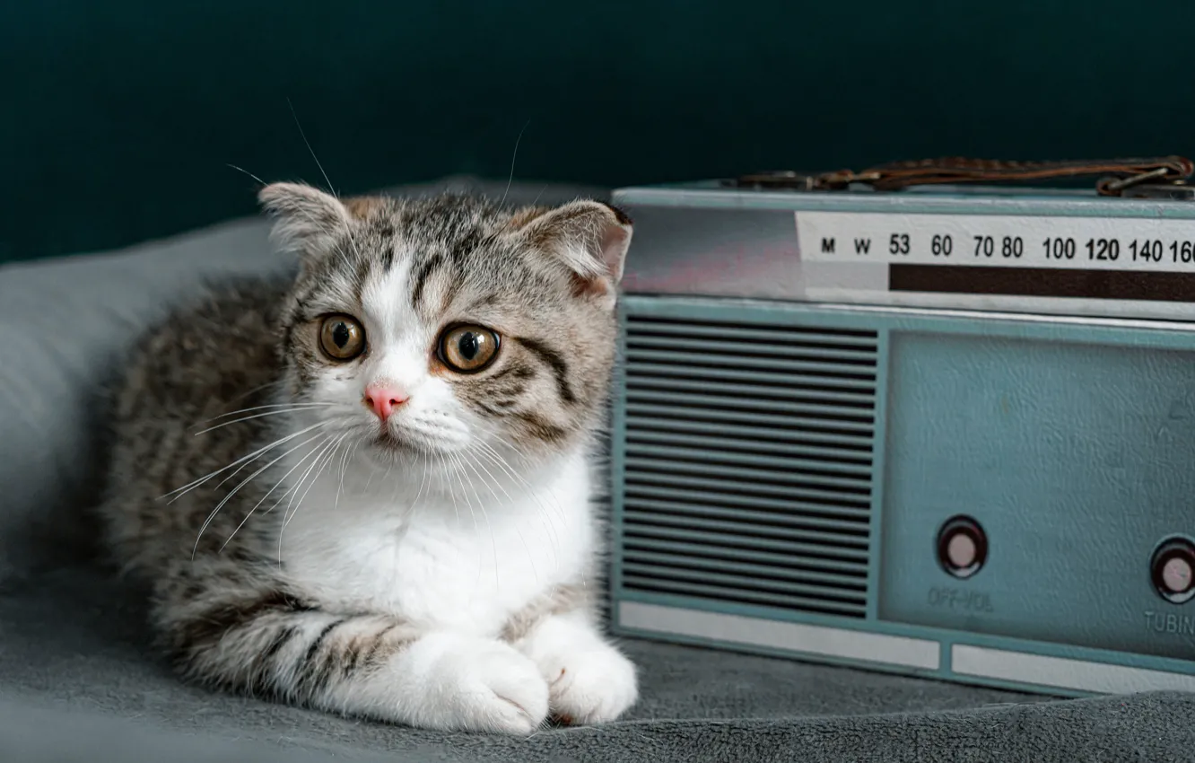 Фото обои кошка, глаза, взгляд, ретро, котенок, серый, лежит, динамик