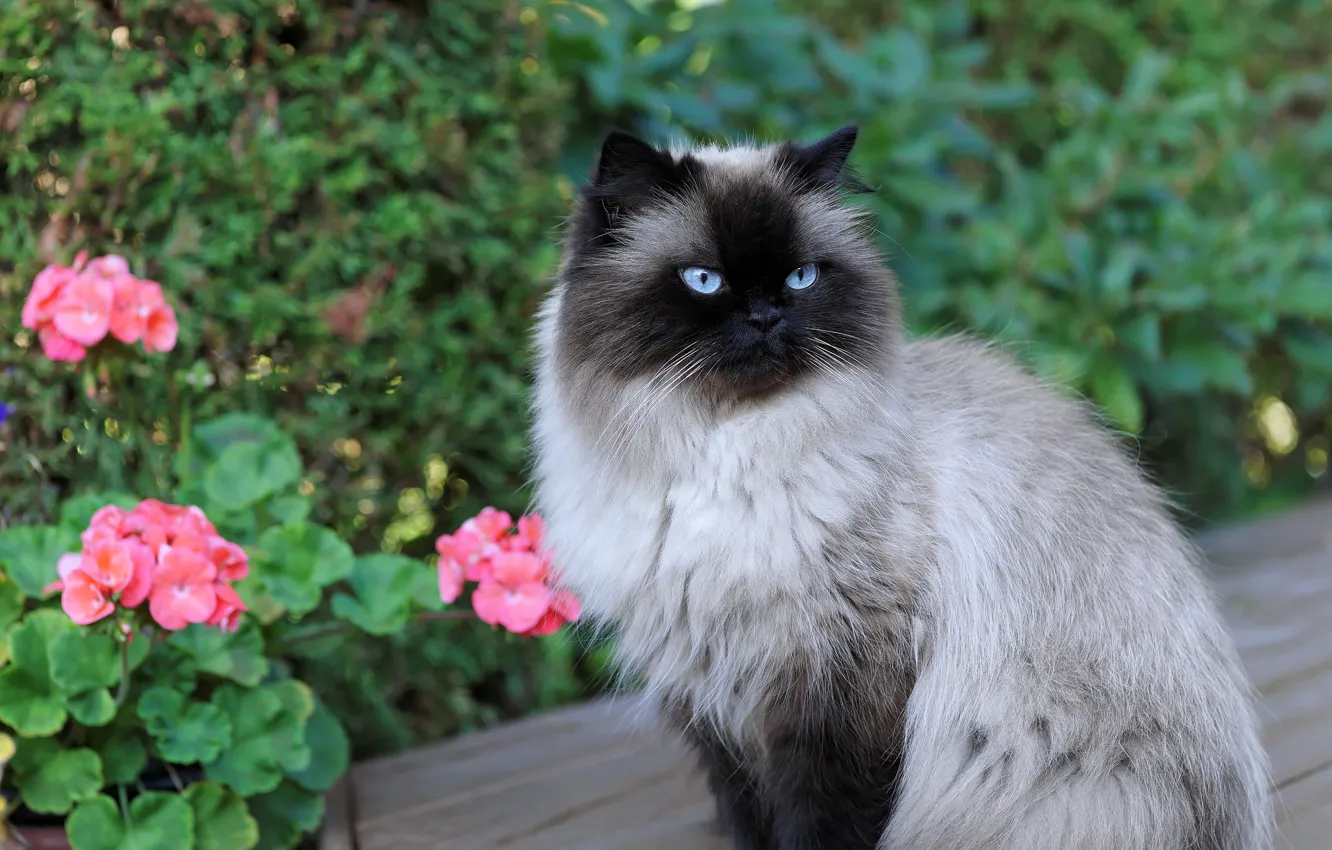 Фото обои кошка, кот, взгляд, морда, цветы, природа, сиамская, колор-пойнт