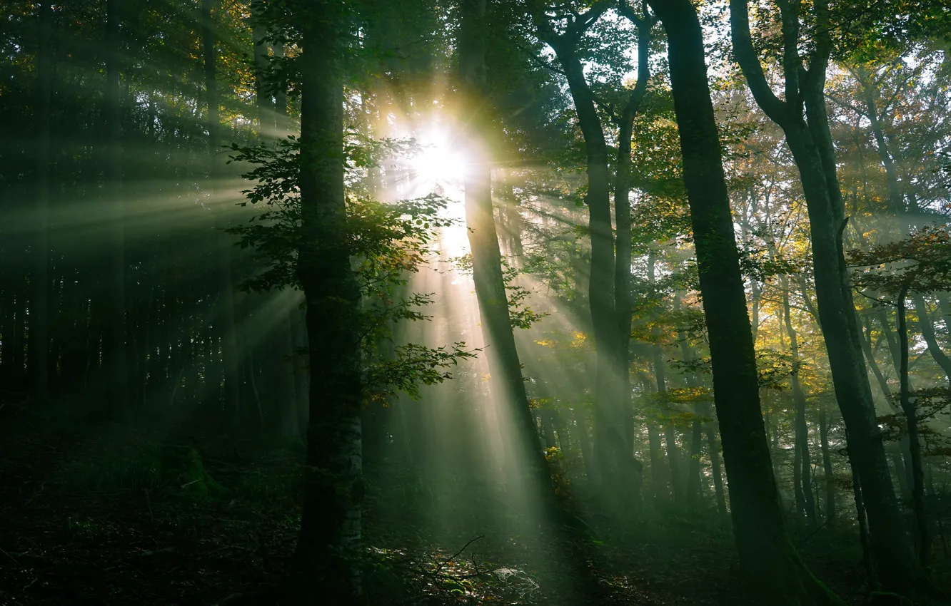 Фото обои зелень, лес, солнце, лучи, свет, листва, полумрак