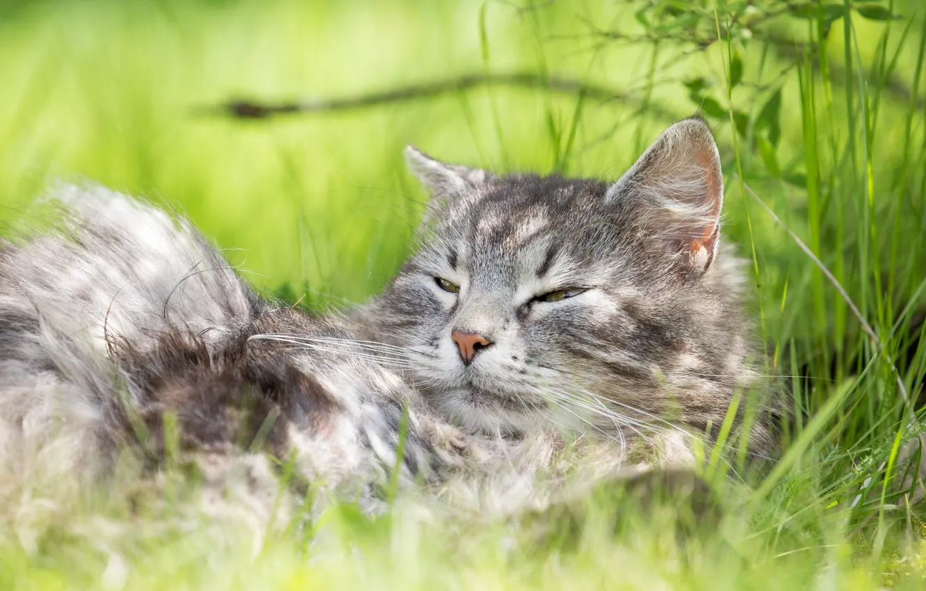 Фото обои лето, трава, кот, серый, отдых