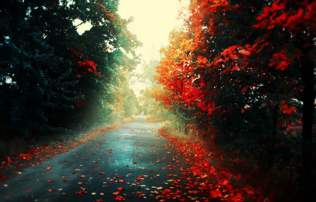 Фото обои дорога, осень, листья, свет