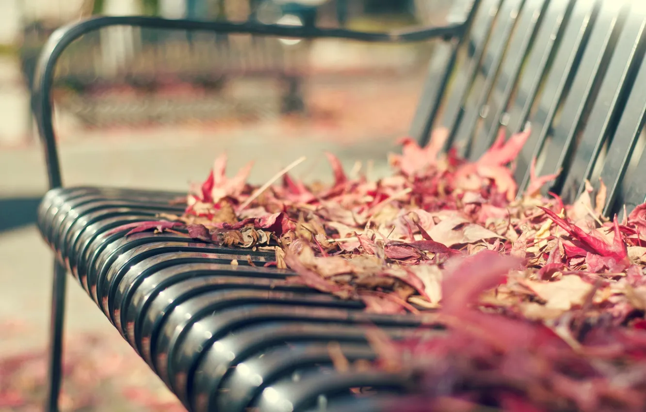 Фото обои осень, листья, макро, скамейка, фон, widescreen, обои, лавочка