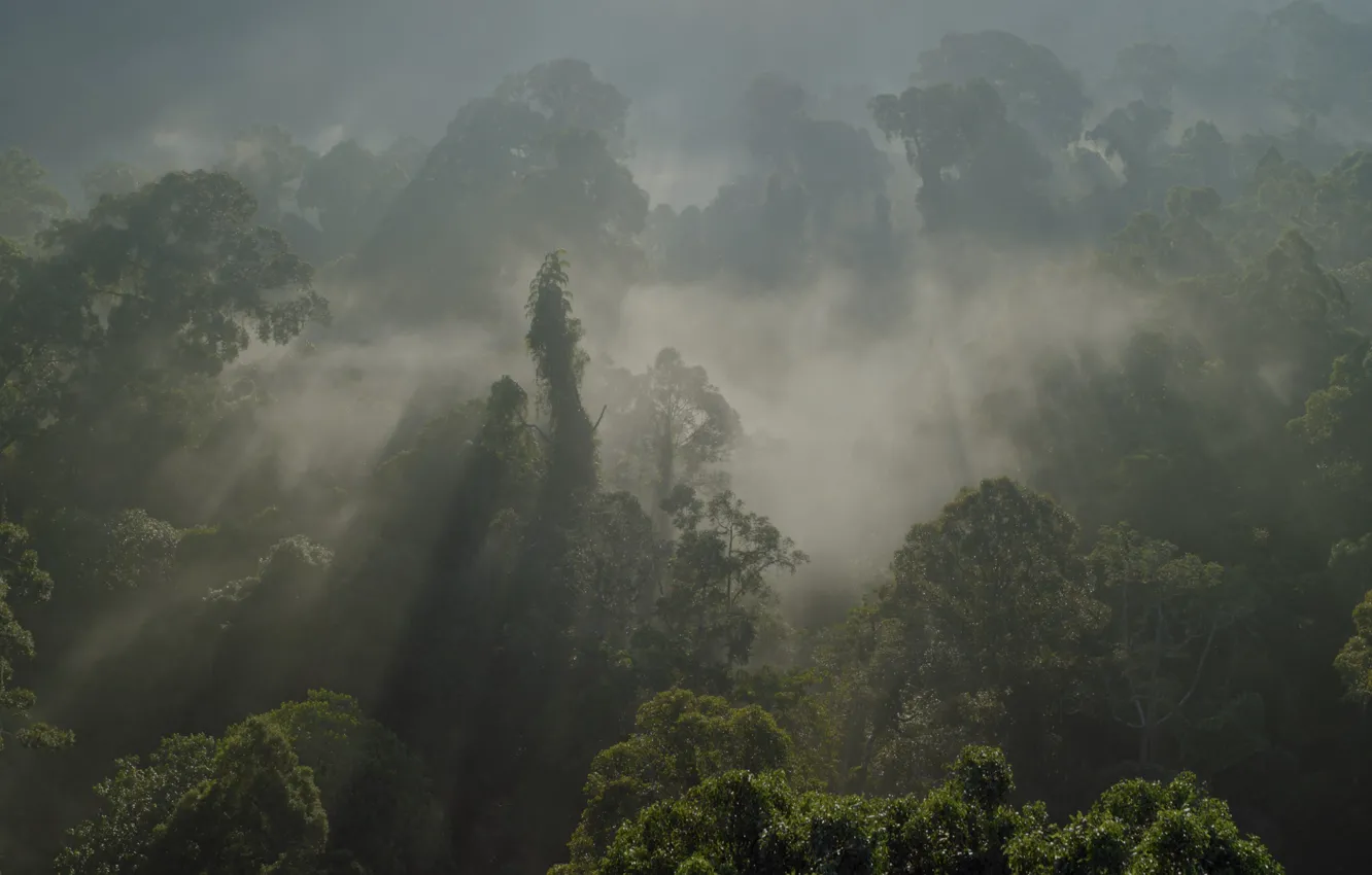 Фото обои лес, амазонка, ббс, южная Америка, прирОда