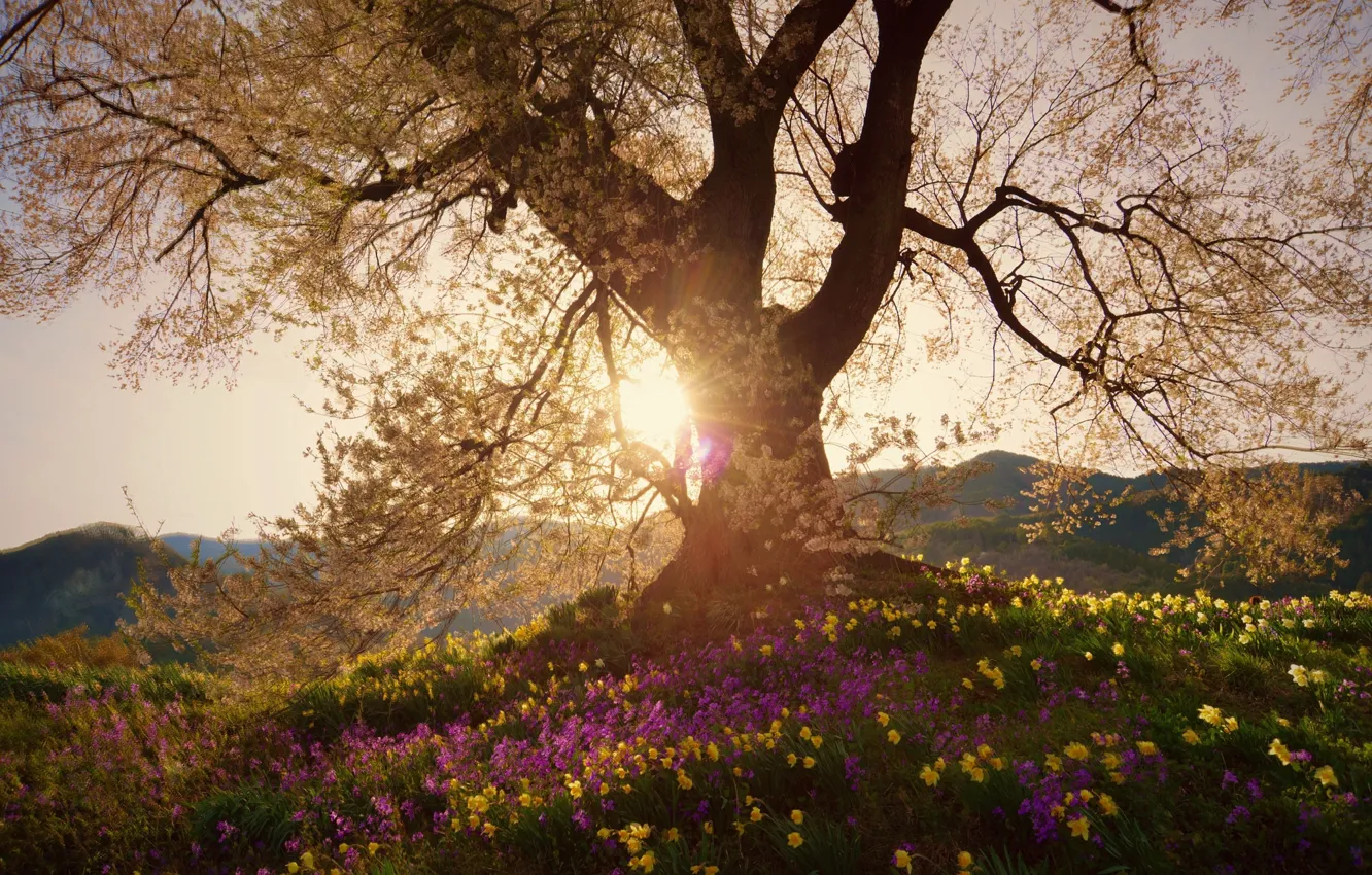 Фото обои солнце, свет, цветы, природа, дерево, цвет, Весна