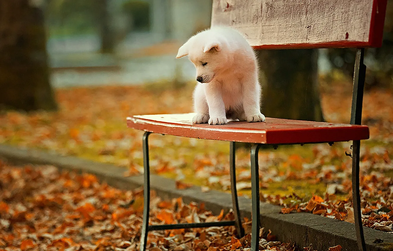 Фото обои скамейка, щенок, акита-ину, осенний парк