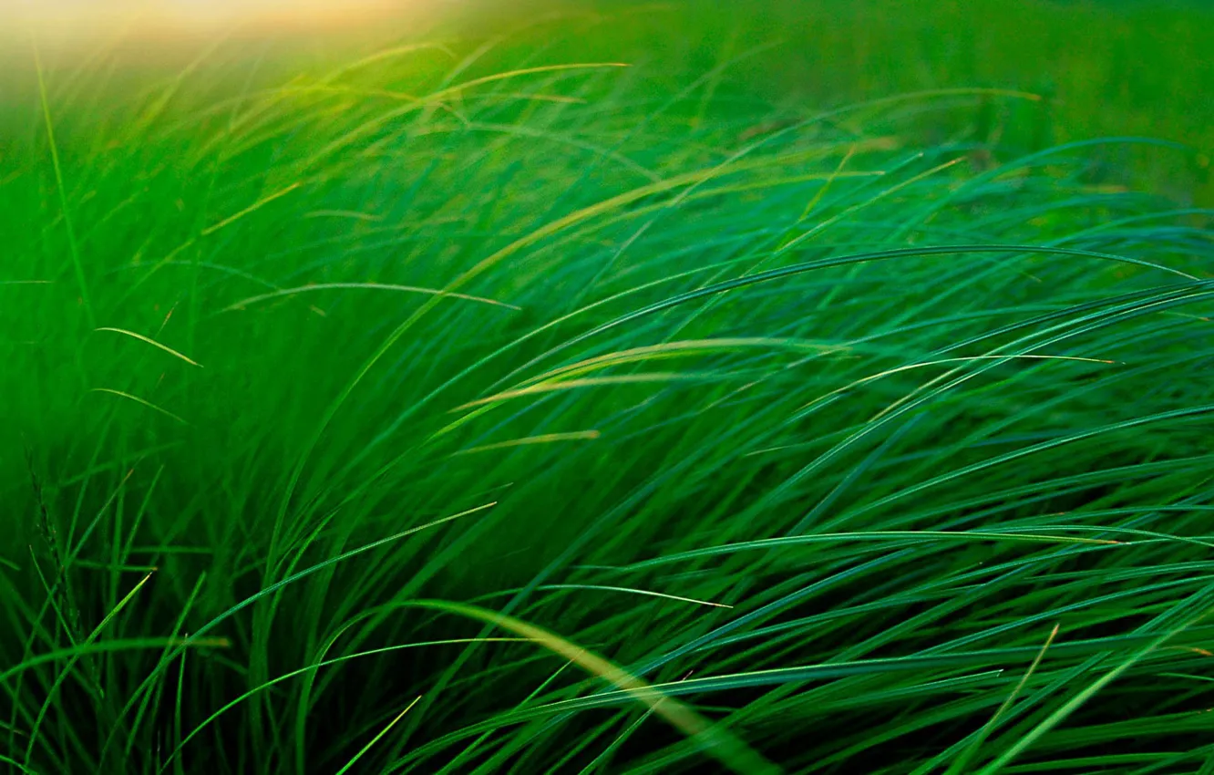 Фото обои трава, макро, стебель