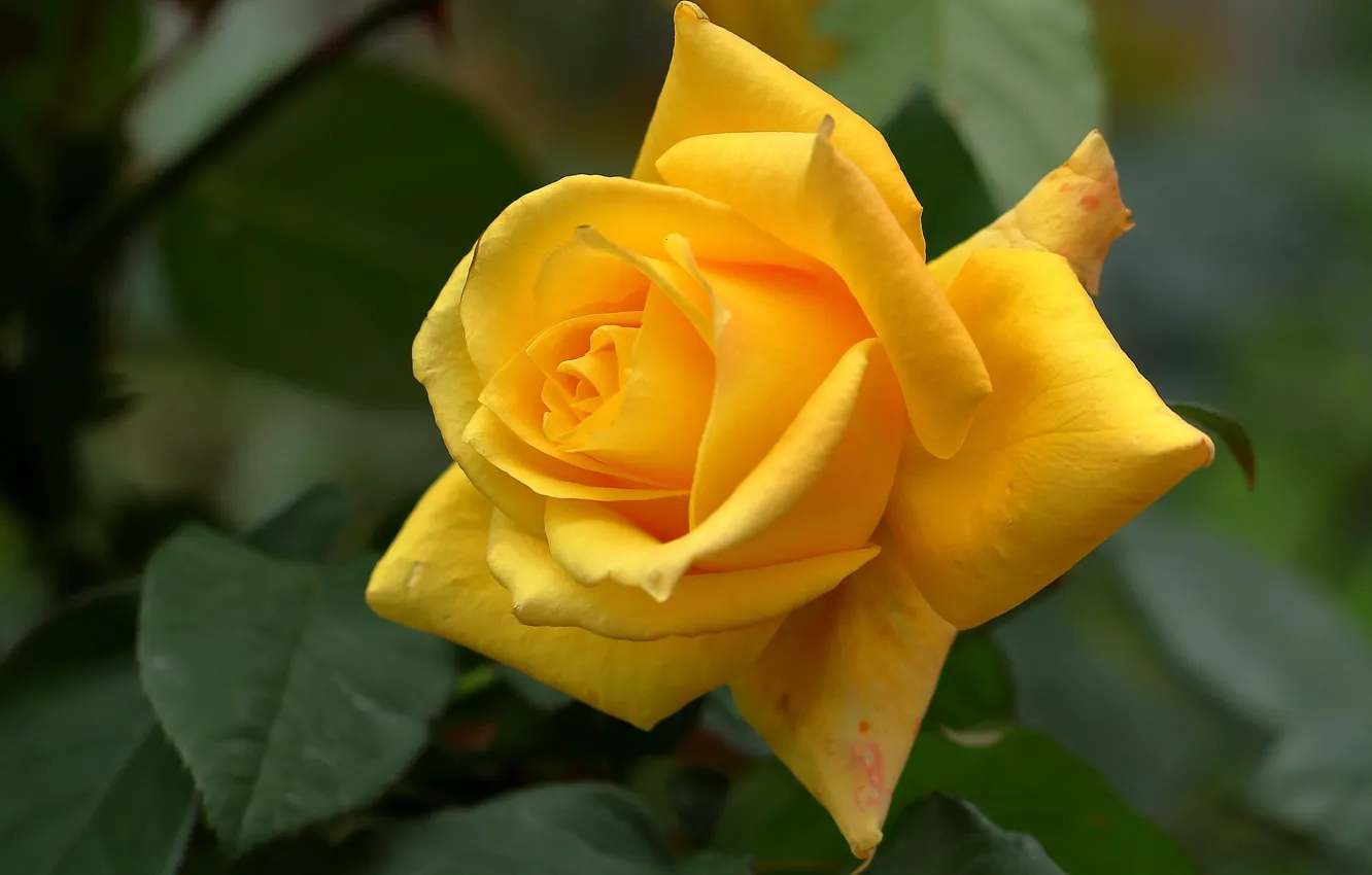 Фото обои роза, лепестки, бутон, жёлтая роза