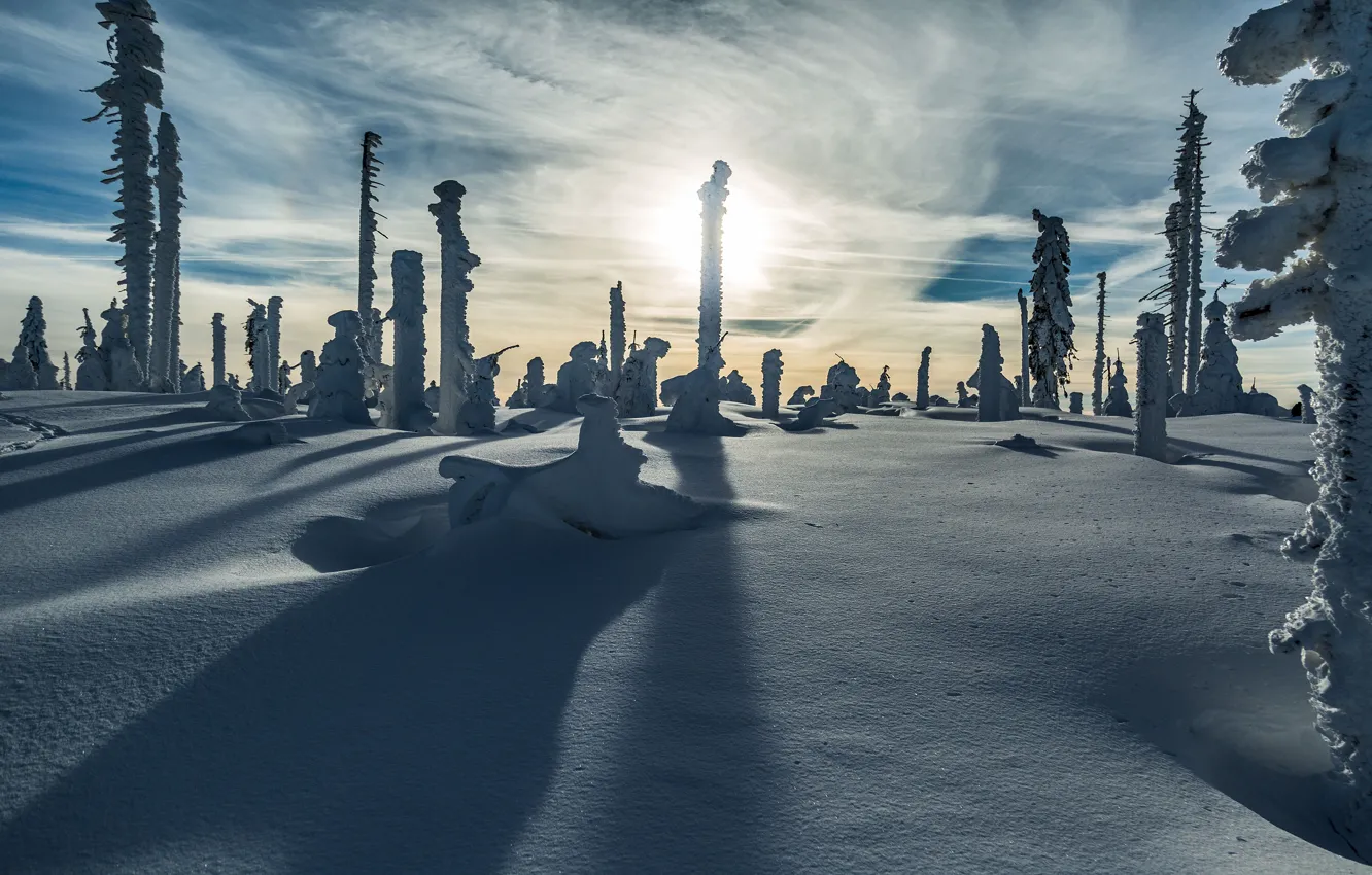 Фото обои зима, иней, солнце, свет, снег, деревья, столбы, склон
