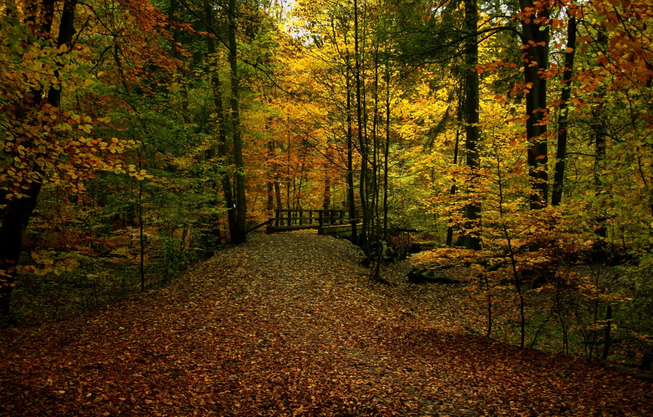 Фото обои осень, лес, листва, тропа, colors, дорожка, forest, мостик