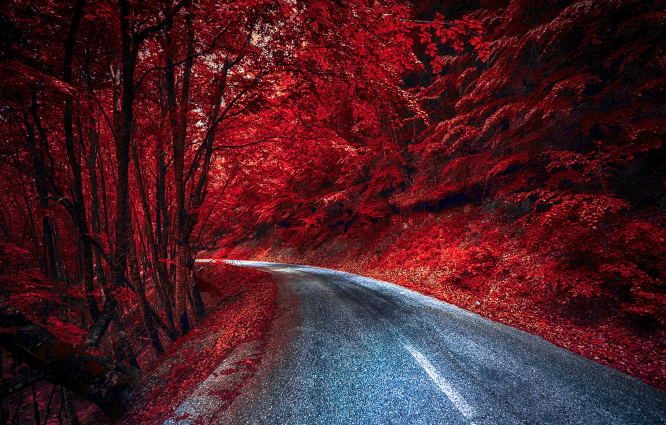 Фото обои дорога, лес, цвет