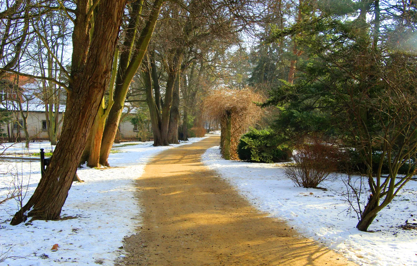 Фото обои road, trees, park, alley