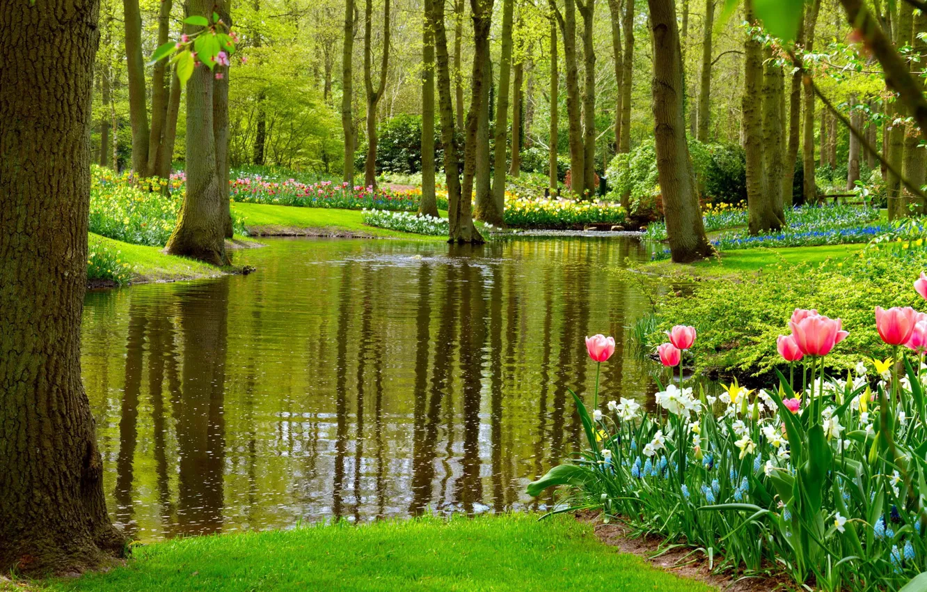 Фото обои цветы, озеро, парк, весна