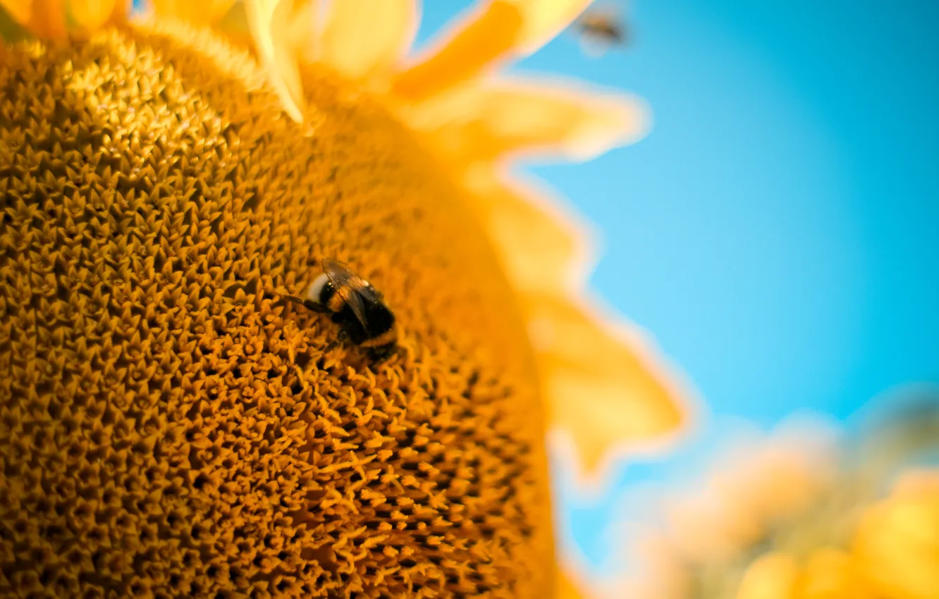 Фото обои цветок, макро, пчела, Подсолнух, шмель