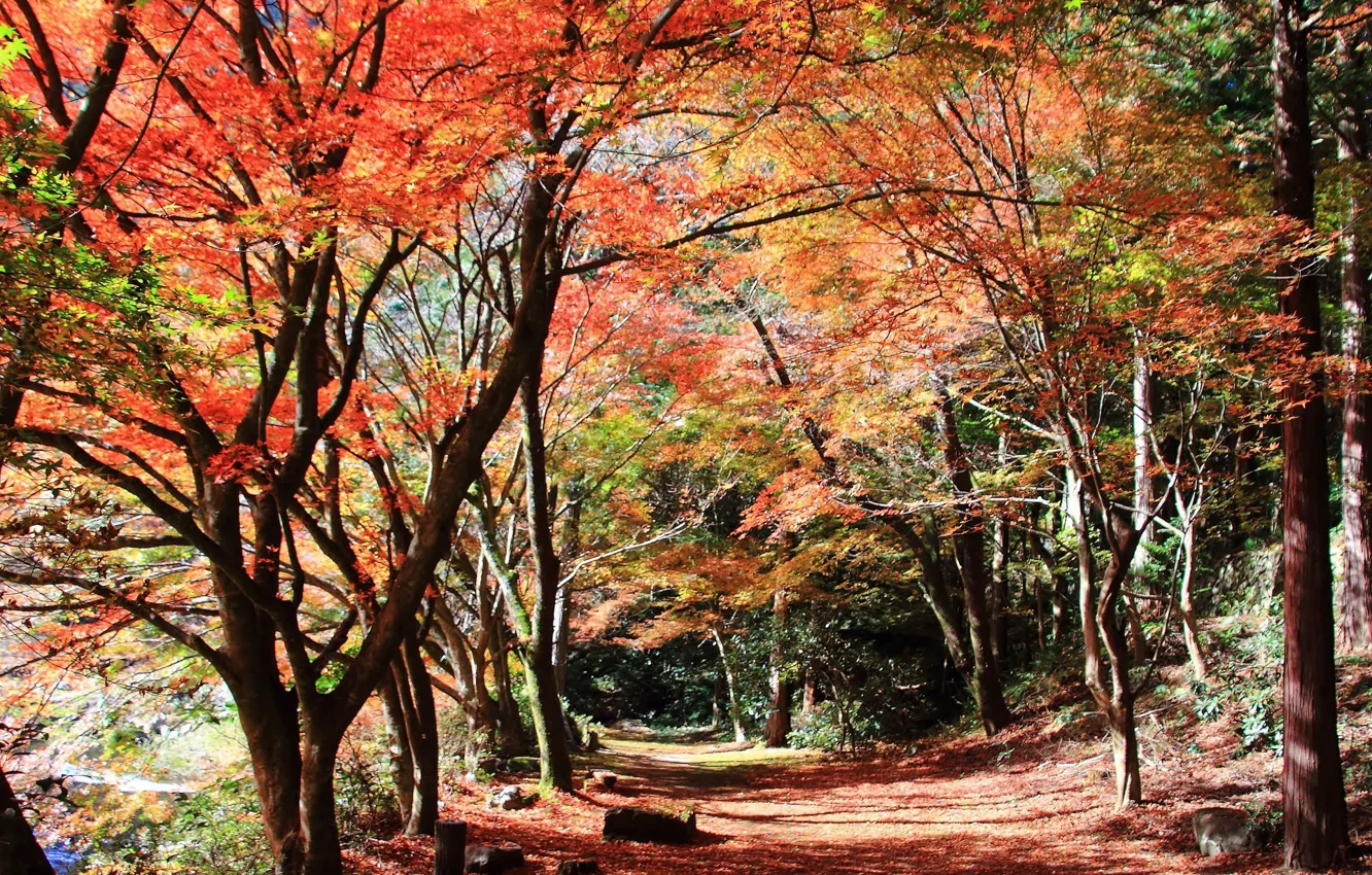 Фото обои trees, Autumn, leaves, stones, branches, path