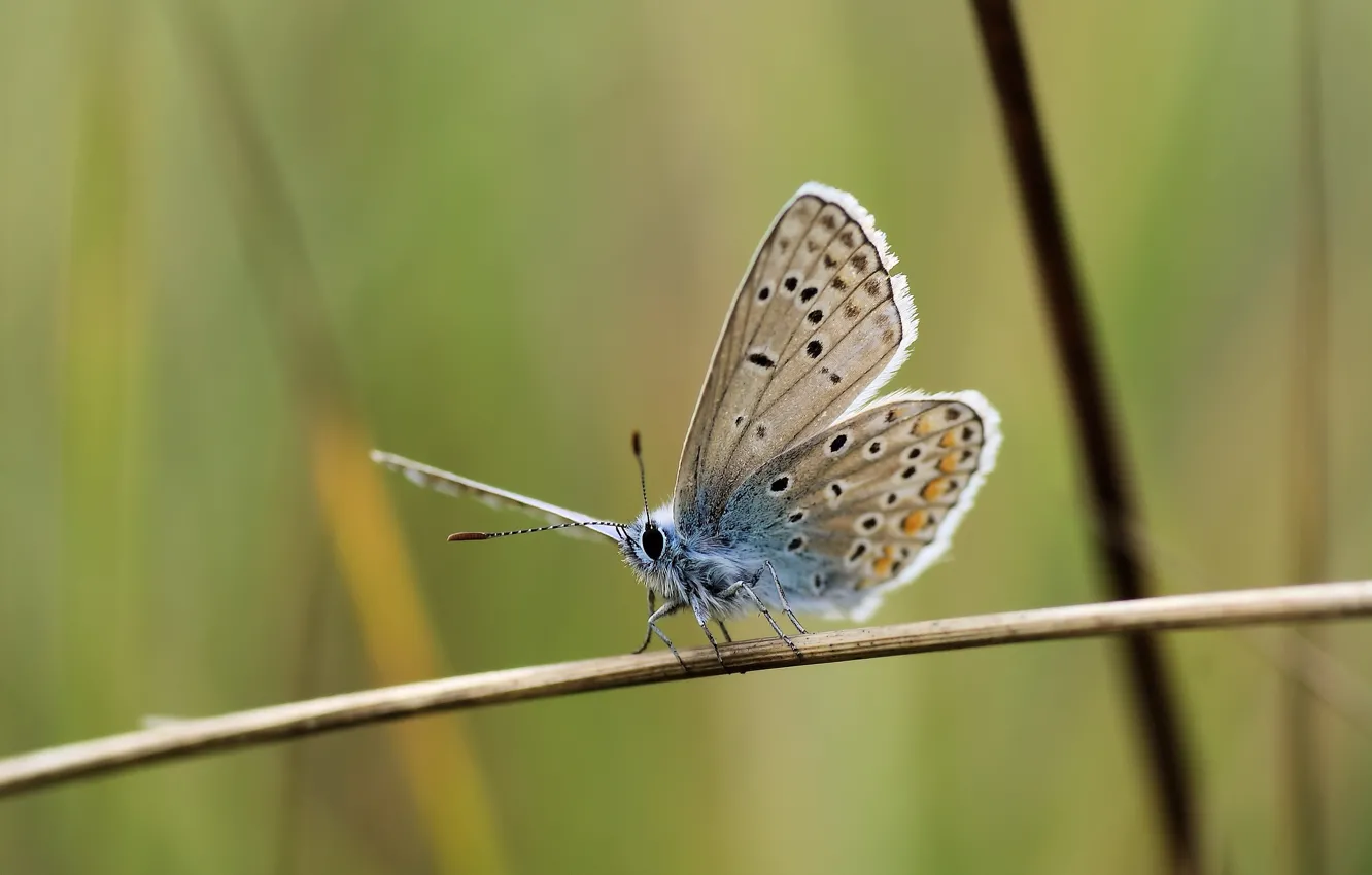 Фото обои butterfly, macro, graas, Ryszard Kosmala