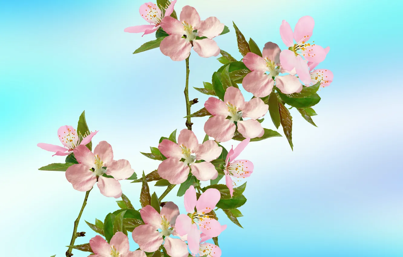 Фото обои cherry blossoms, plant, petals, branch