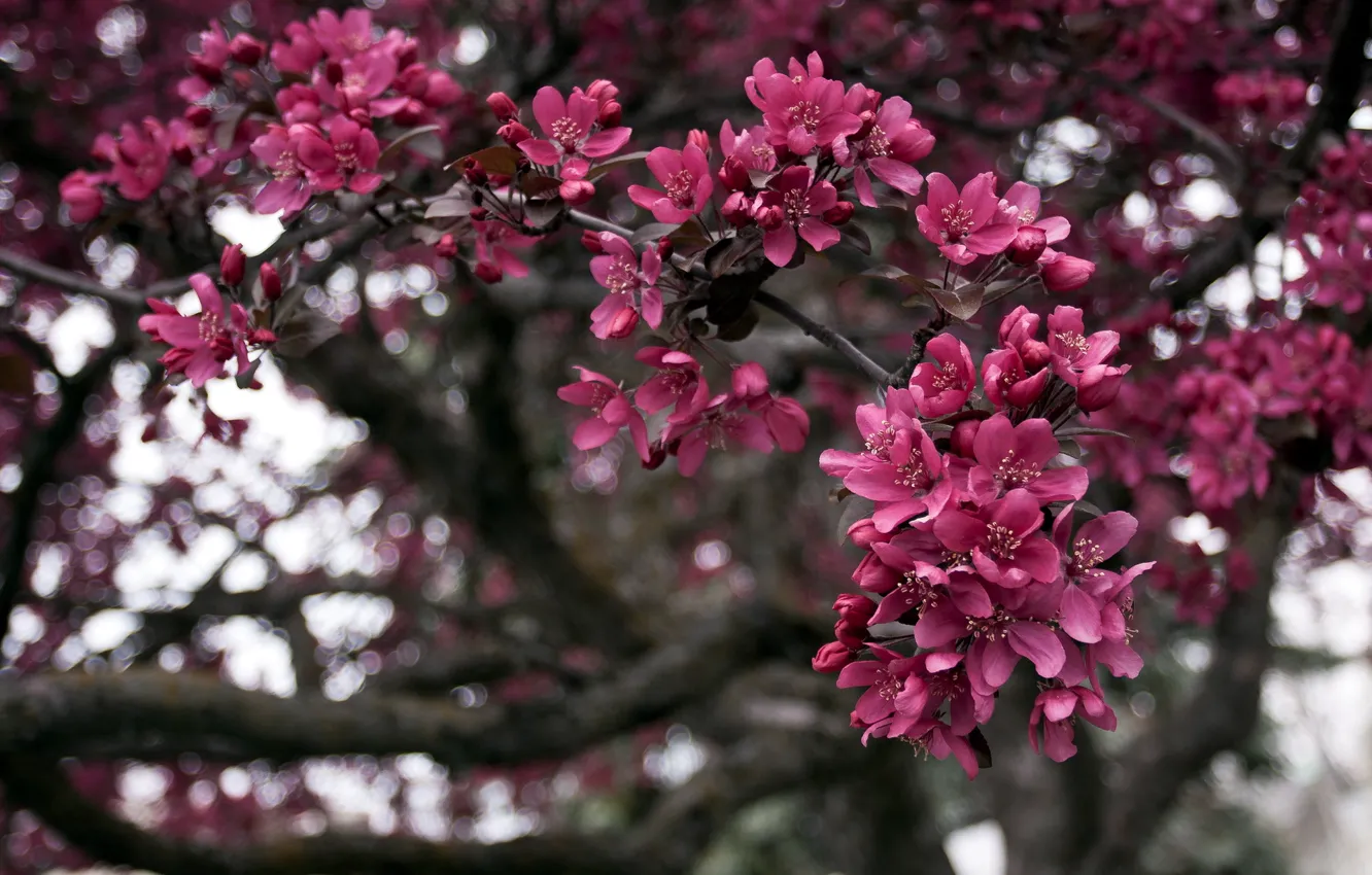 Фото обои деревья, ветки, природа, весна